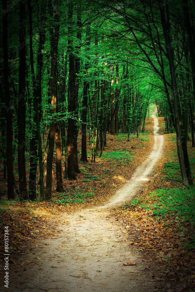 Obraz premium beautiful green forest