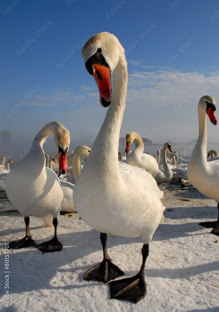 Obraz premium Swan