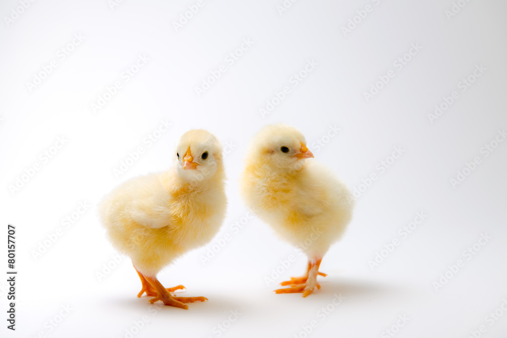 little chicks in front of bright background