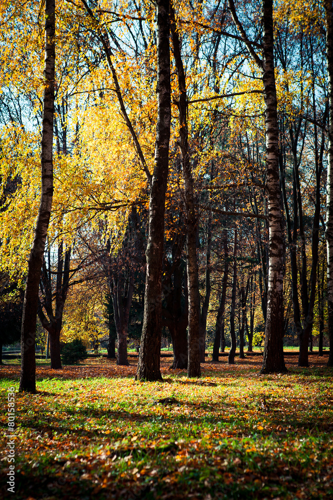 beautiful park beautiful park