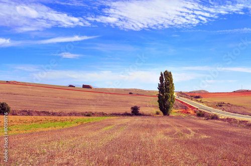 cornfield landscape in the province of Soria, Spain