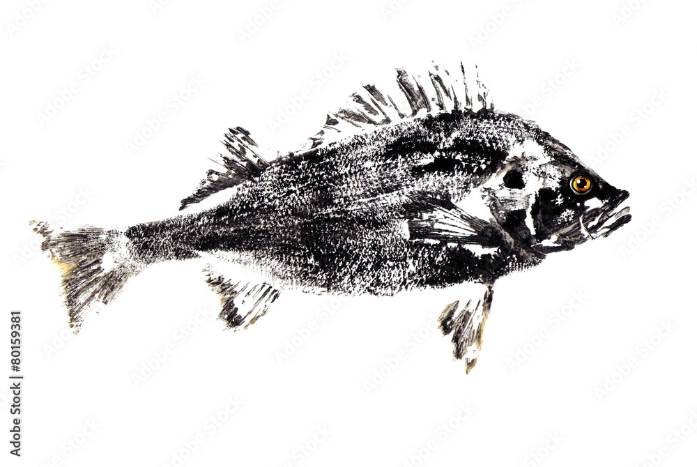 Naklejka premium Черная рыба окунь на белом фоне.Рисунок.