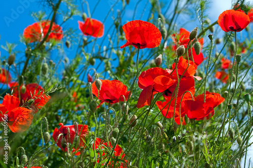 Beautifully shining poppies on meadow and blue sky on background