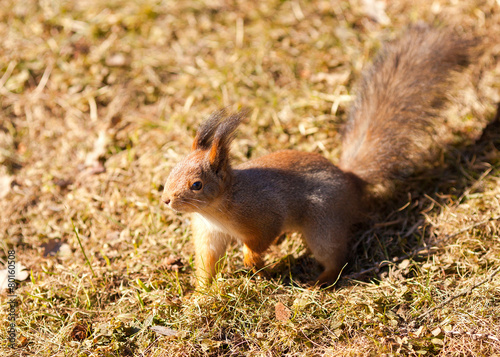 Red squirrel closeup on grass background