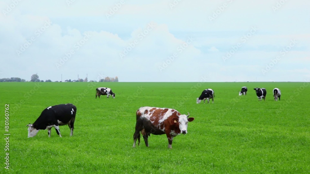 Seven cows eat grass on field under sky with clouds Seven cows eat grass on field under sky with clouds