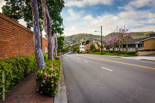 Colorful trees and flowers along Glenneyre Street, in Laguna Bea © jonbilous