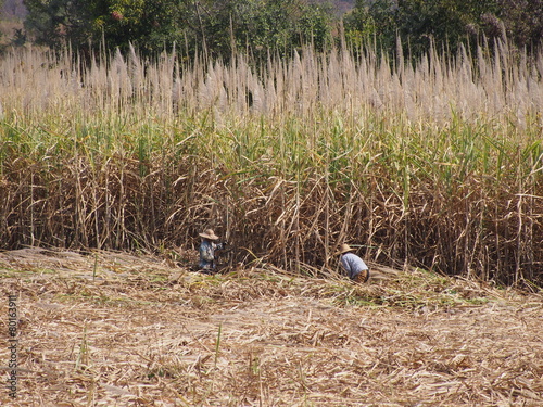 sugar cane workers