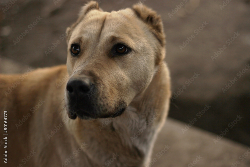 Central Asian shepherd dog