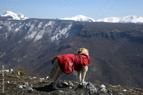 cane da soccorso