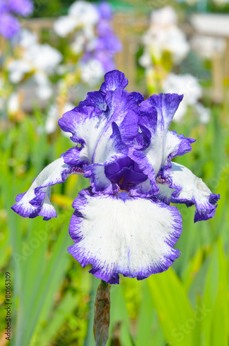Fototapeta Naklejka Na Ścianę i Meble -  Violet iris flower