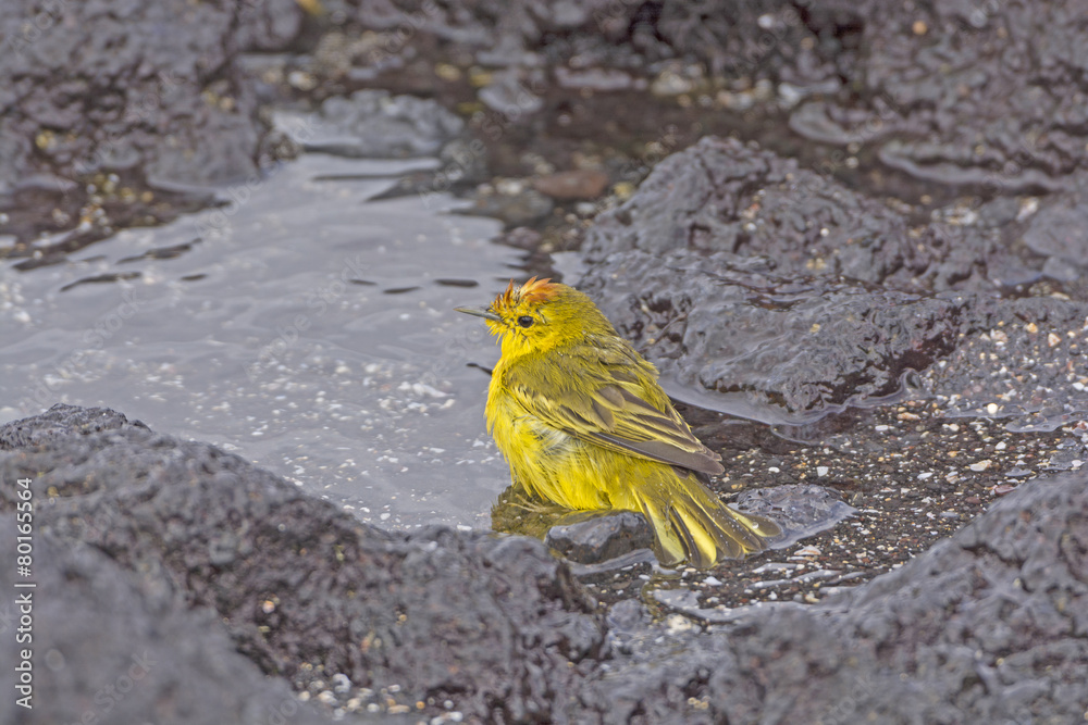 Yellow Warbler Taking a Bath in a the Ocean Yellow Warbler Taking a Bath in a the Ocean