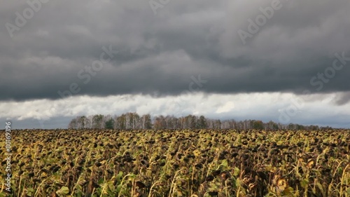 Field of flaccid sunflowers under cloudy sky at summer day photo