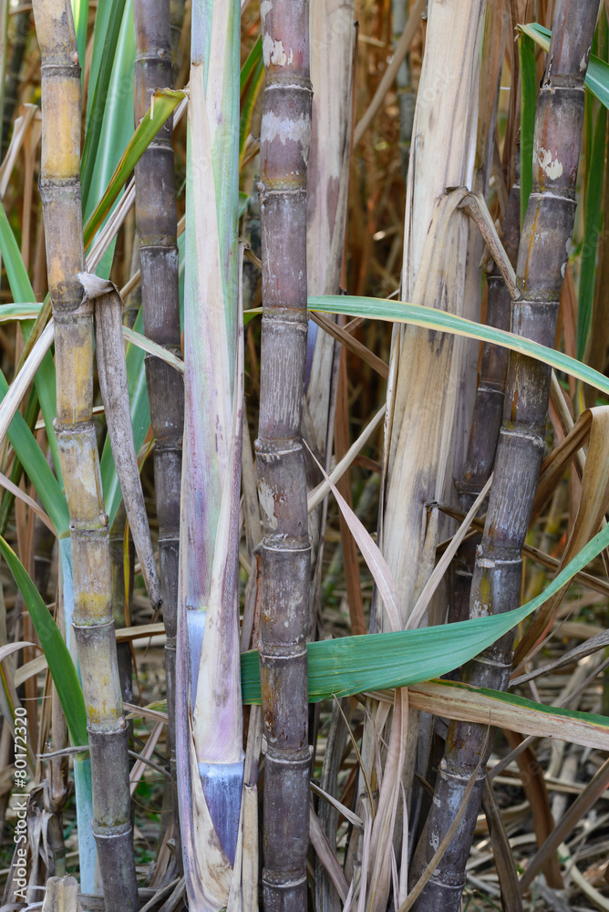 Fototapeta premium Close up of sugarcane plantation.