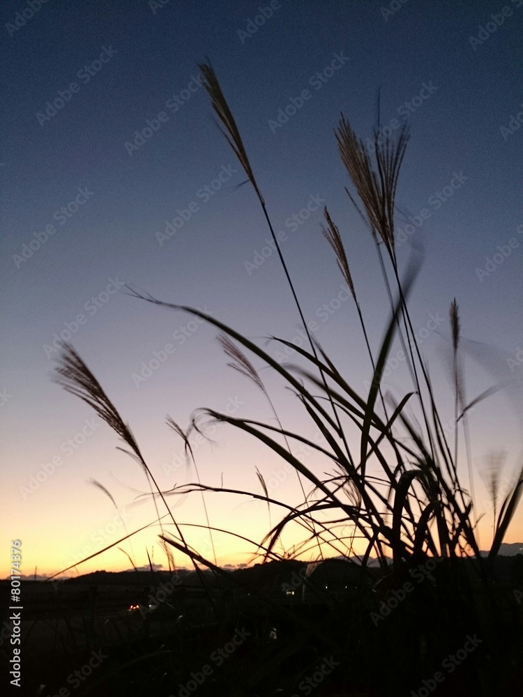 Obraz premium ススキ越しの夕焼け