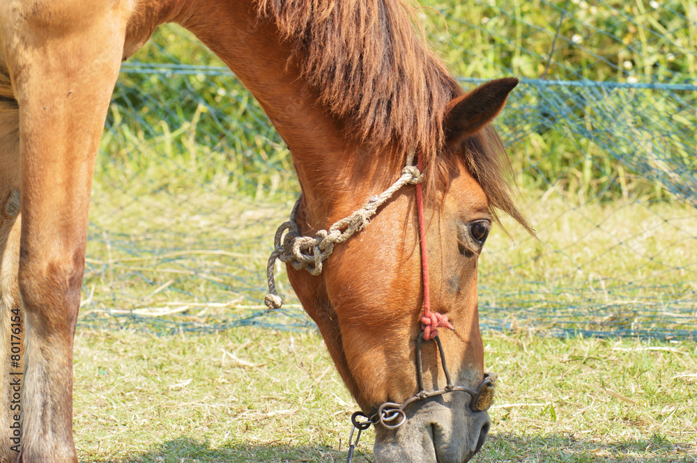 Naklejka premium Horse head
