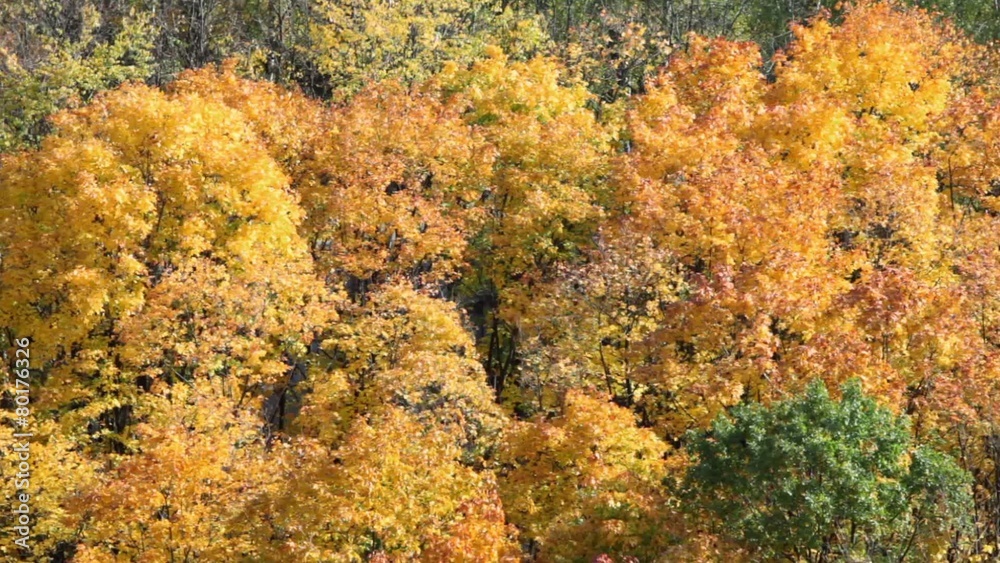 Yellowed foliage on trees in autumnal park, view from above Yellowed foliage on trees in autumnal park, view from above