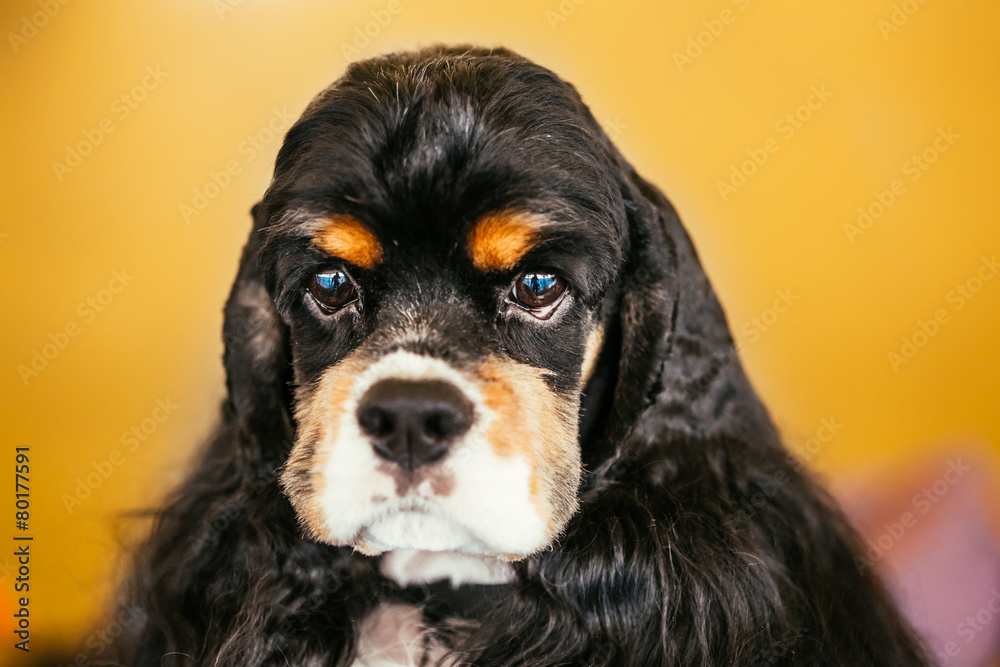 American Cocker Spaniel Dog Close Up Portrait American Cocker Spaniel Dog Close Up Portrait