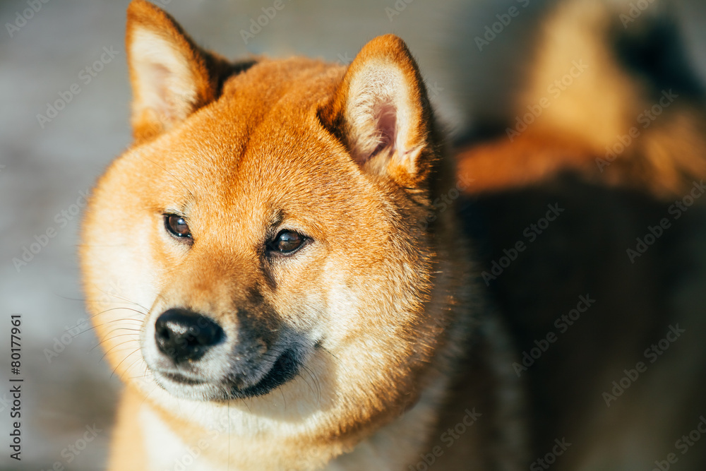 Close Up Beautiful Red Shiba Inu Puppy Dog Staying Outdoor