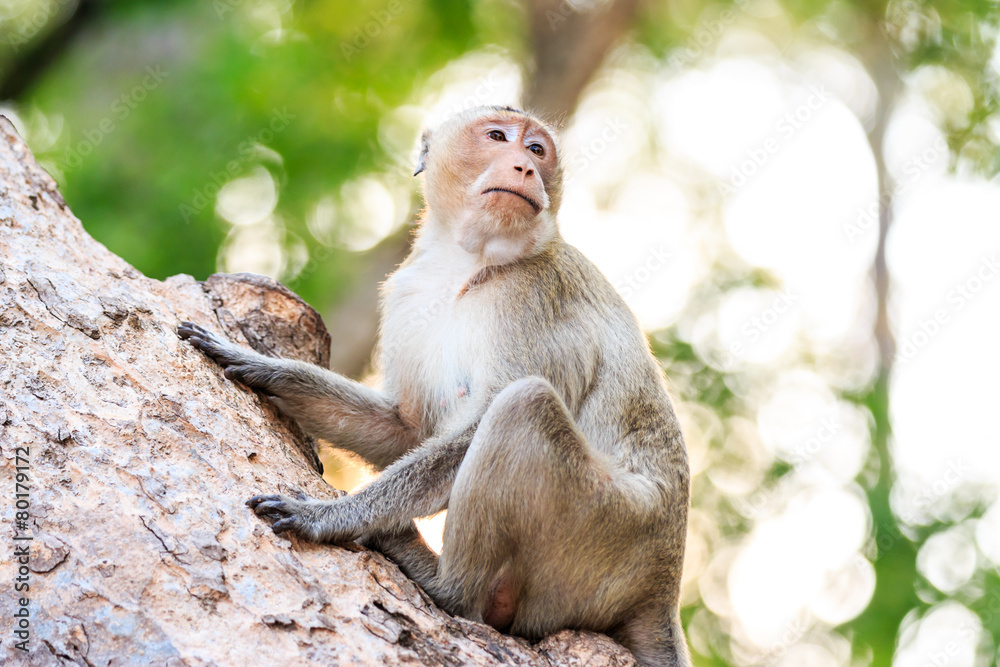 Monkey (Crab-eating macaque) on tree in Thailand Monkey (Crab-eating macaque) on tree in Thailand