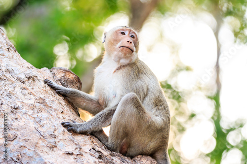 Monkey (Crab-eating macaque) on tree in Thailand