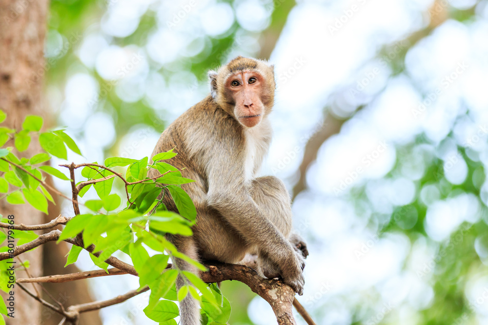 Fototapeta premium Monkey (Crab-eating macaque) on tree in Thailand