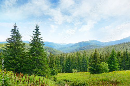 Beautiful pine trees on background high mountains. photo