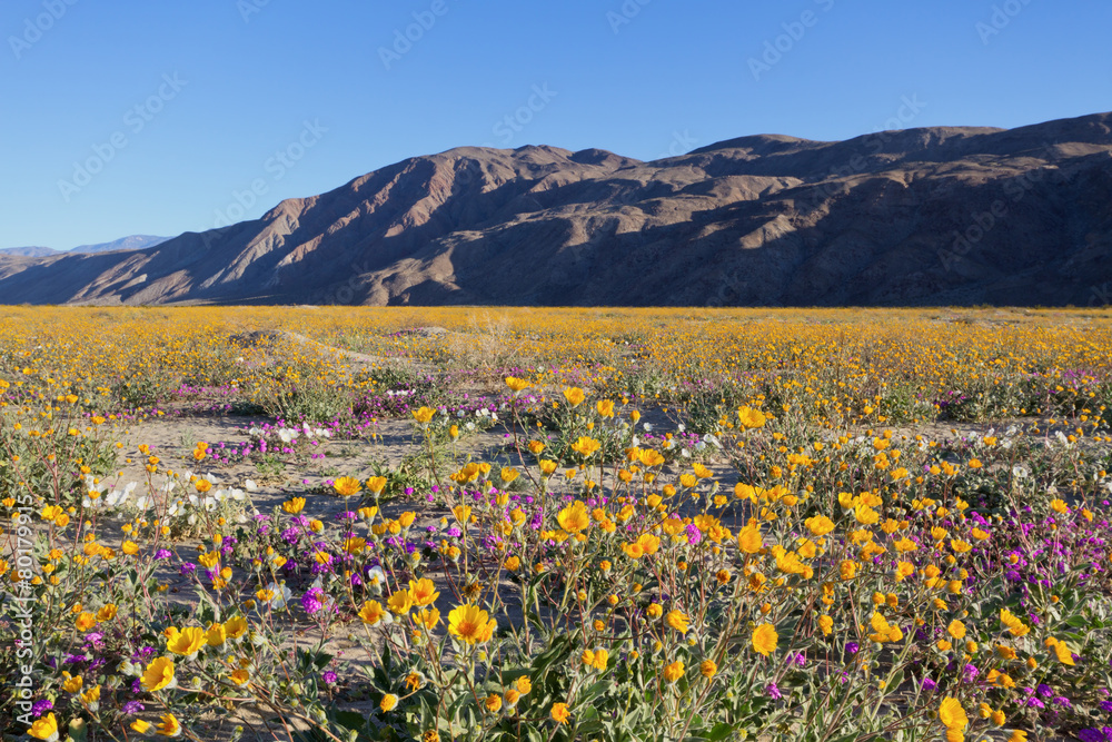 Naklejka premium Wildflowers in Anza Borrego