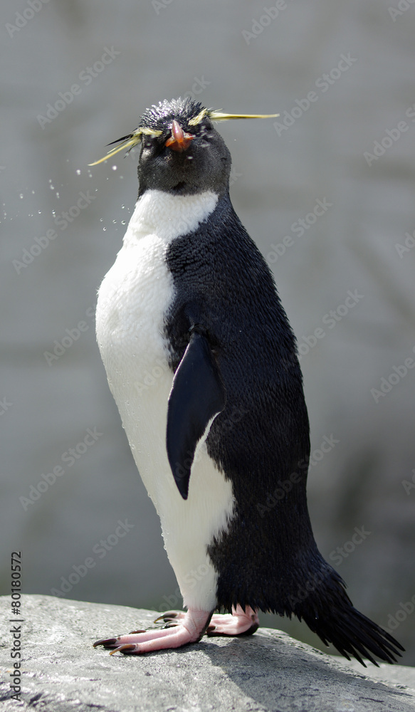 Obraz premium イワトビペンギン
