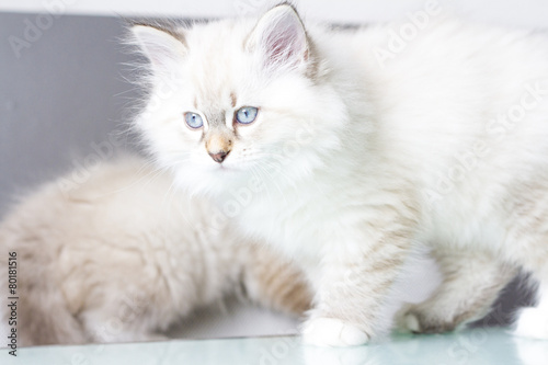 white puppy of cat at two months,siberian