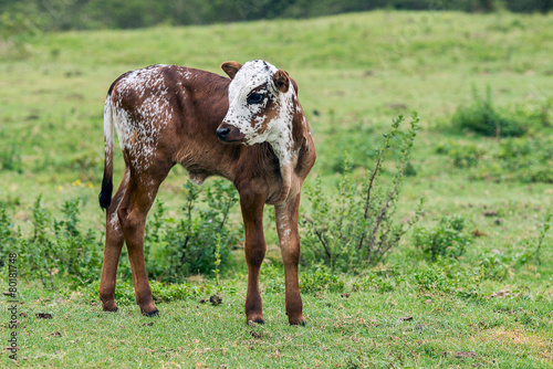 Nguni Cattle