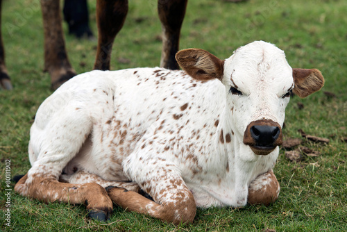 Nguni Cattle photo