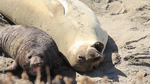 Elephant Seals 1