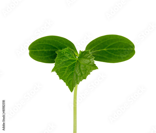 cucumber seedling isolated on white background