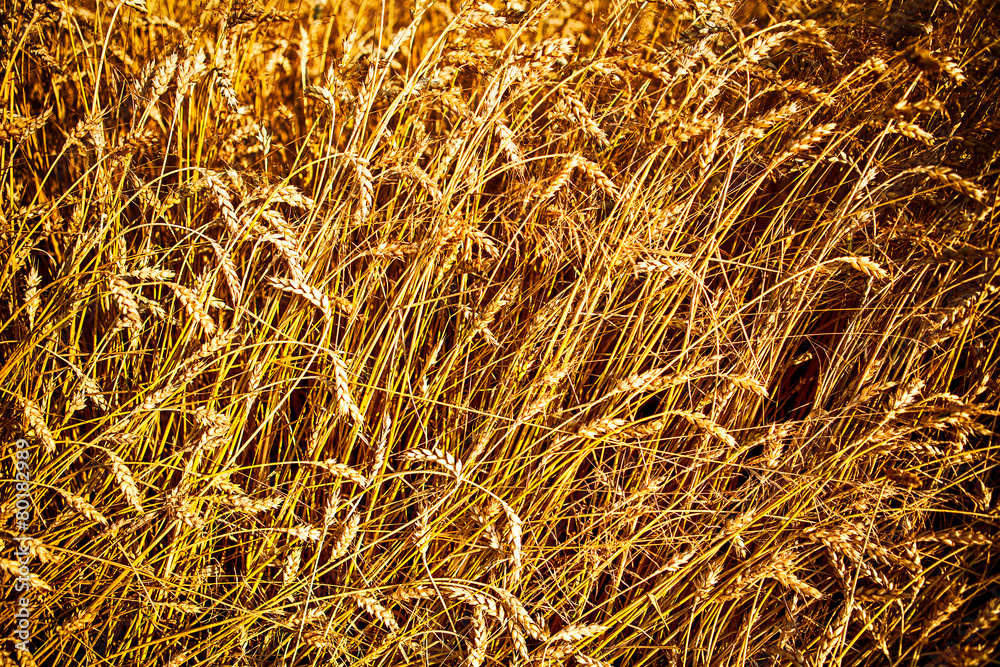 Wheat field