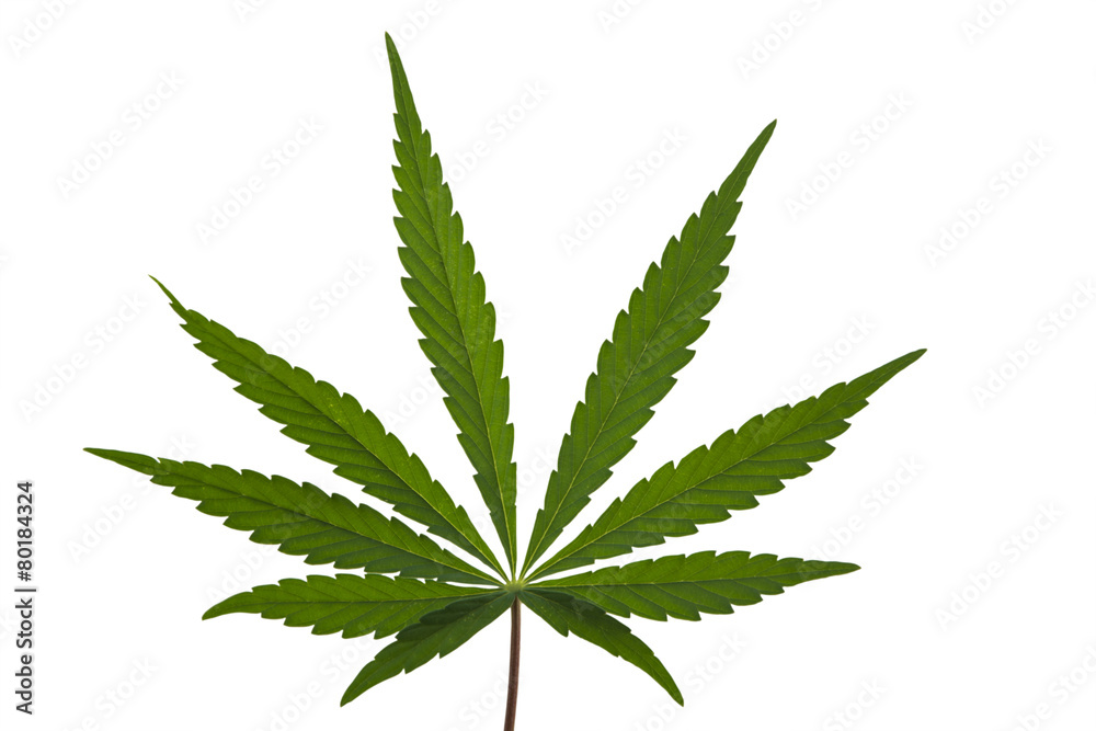 A Marijuana Leaf Isolated A Marijuana Leaf Isolated