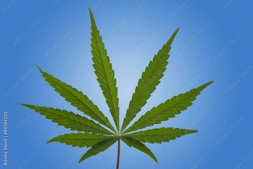A Marijuana Leaf Isolated A Marijuana Leaf Isolated