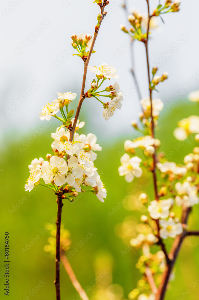 Apple tree blooming Apple tree blooming