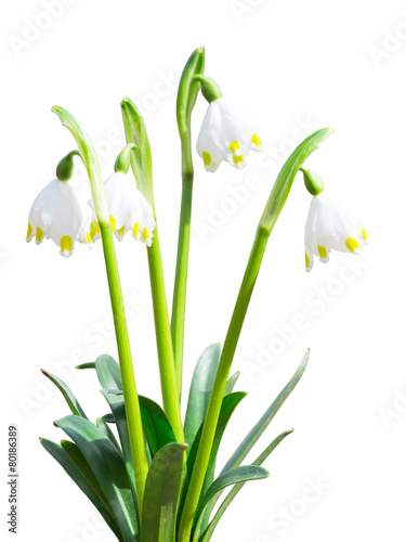 Isolated Leucojum snowdrops first white spring flowers