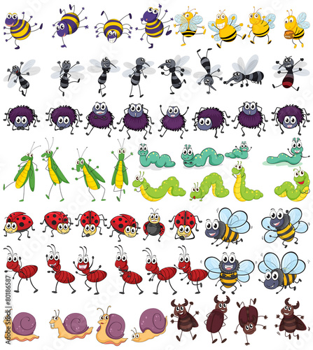 Insects