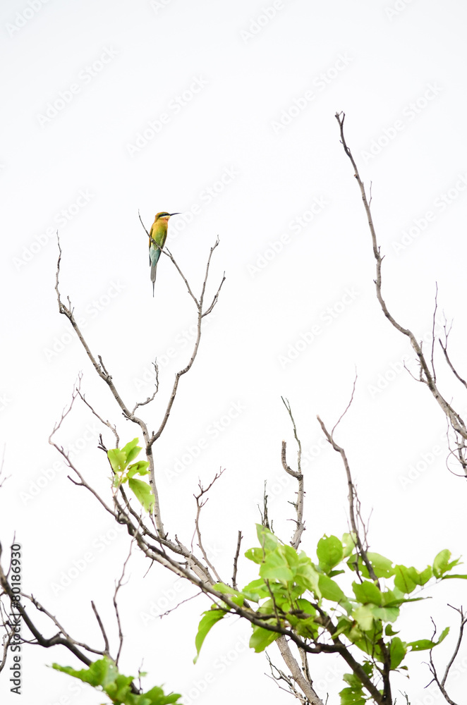 Fototapeta premium Bird on the dry tree