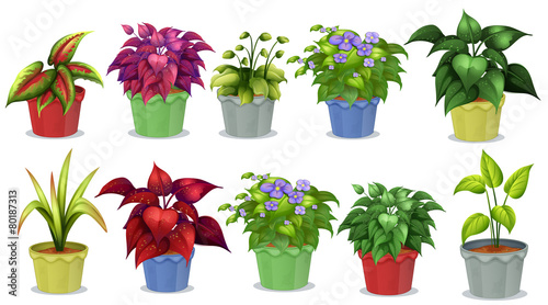 Potted plants