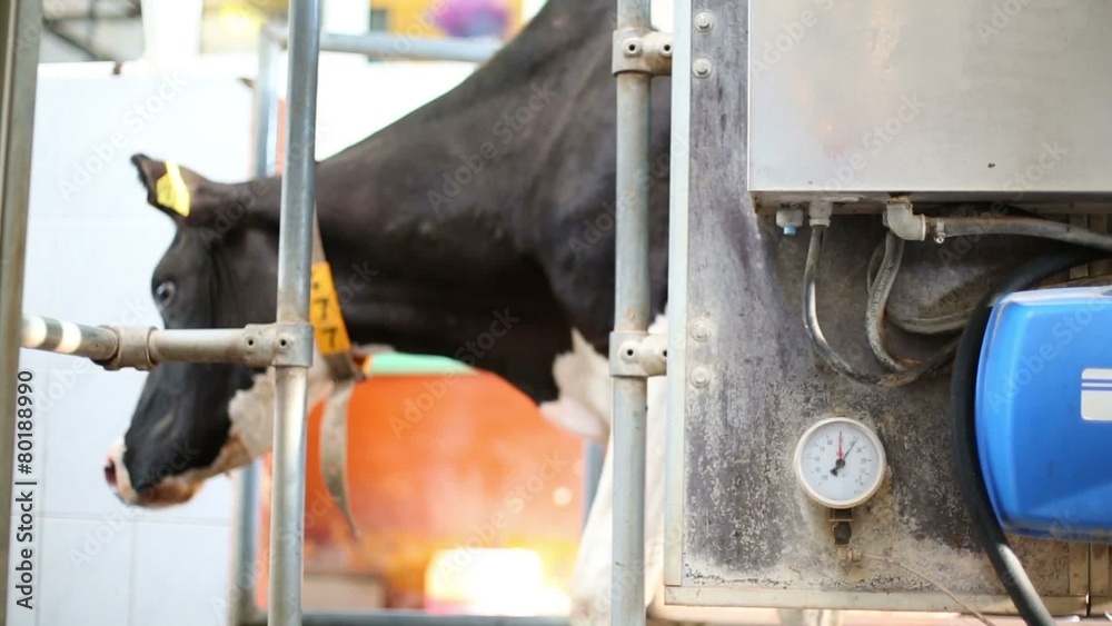 Curious cow near milking equipment on large dairy farm Curious cow near milking equipment on large dairy farm