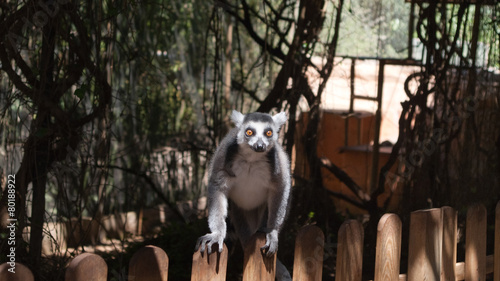 insightful look lemur