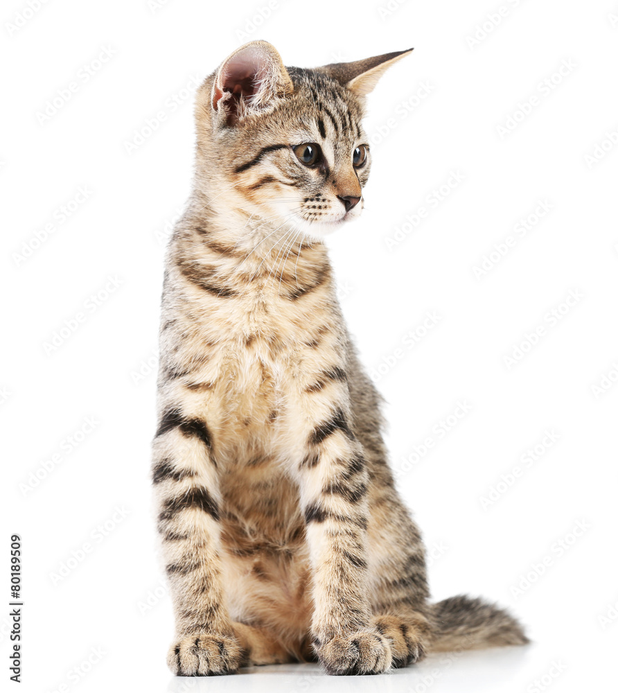 Fototapeta premium Cute kitten isolated on white