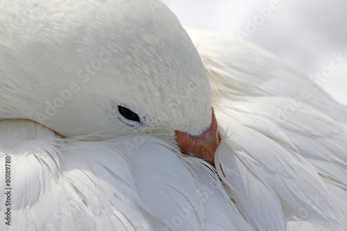 A Snow Goose (Chen caerulescens) 