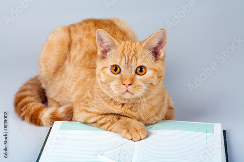 Cute red cat reading notebook