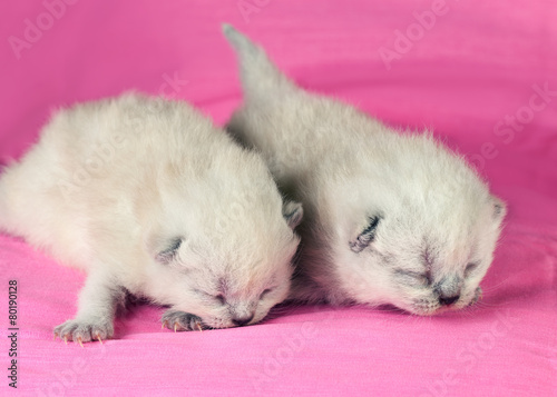 Adorable newborn blinding kittens on pink blanket