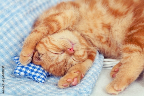Fototapeta Naklejka Na Ścianę i Meble -  Sleeping red kitten