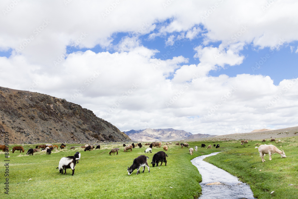 Idyllic Mongolian landscape full of grazing livestock