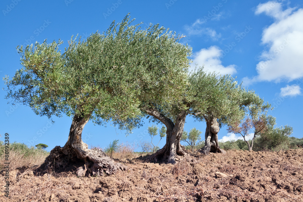 Fototapeta premium Ancient olive trees